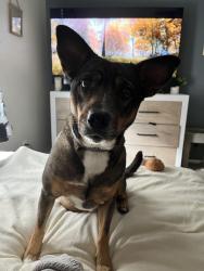 Lost Female Dog last seen Near Myrtle and cherry st, Kingsport, TN 37660