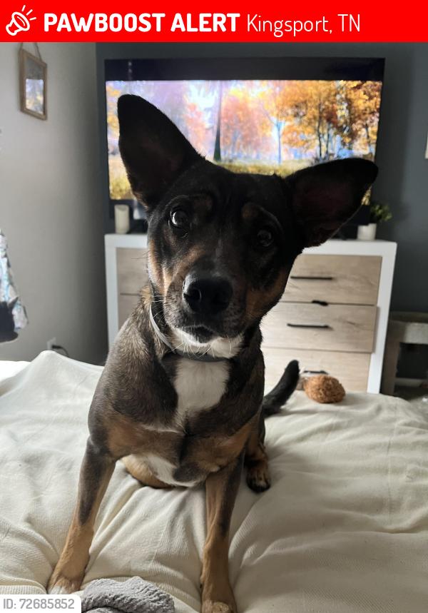 Lost Female Dog last seen Near Myrtle and cherry st, Kingsport, TN 37660
