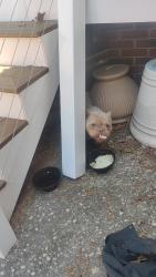 Found/Stray Female Dog last seen Gas station, Fayetteville, NC 28303
