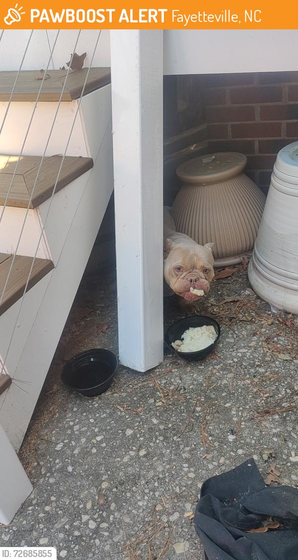 Found/Stray Female Dog last seen Gas station, Fayetteville, NC 28303