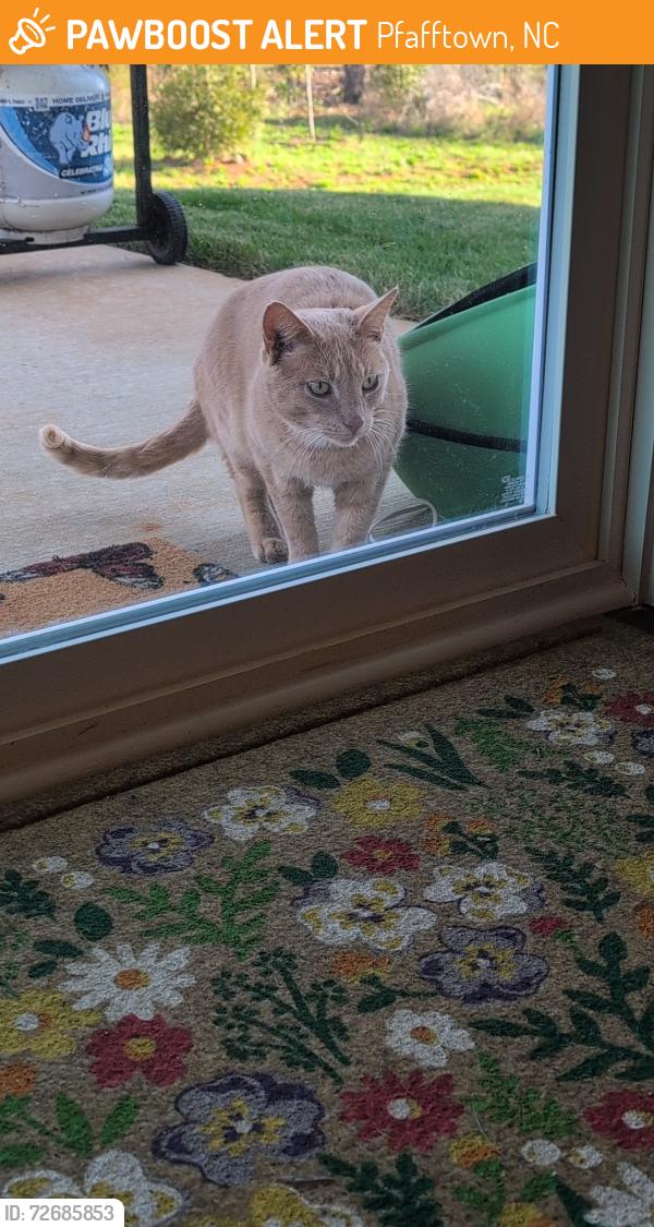 Found/Stray Male Cat last seen Honeyle Vine Dr Winston-Salem , Pfafftown, NC 27040