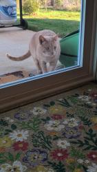Found/Stray Male Cat last seen Honeyle Vine Dr Winston-Salem , Pfafftown, NC 27040