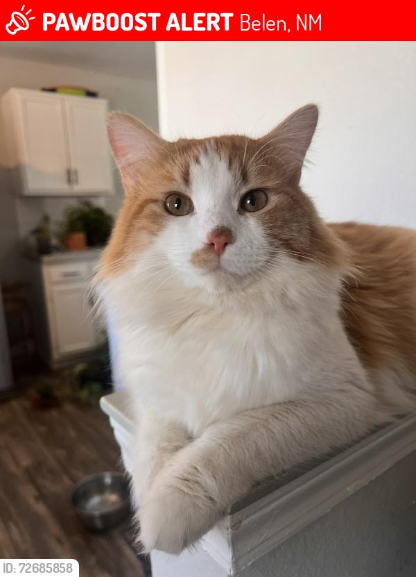 Lost Male Cat last seen 3rd and Castillo, Belen, NM 87002
