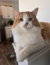 Lost Male Cat last seen 3rd and Castillo, Belen, NM 87002