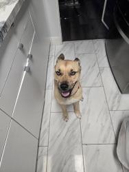 Found/Stray Female Dog last seen Cliff ave Gibsonton , Gibsonton, FL 33534