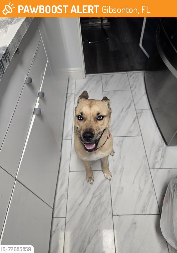 Found/Stray Female Dog last seen Cliff ave Gibsonton , Gibsonton, FL 33534