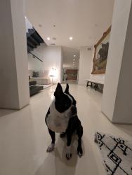 Lost Male Dog last seen Melrose , Los Angeles, CA 90004