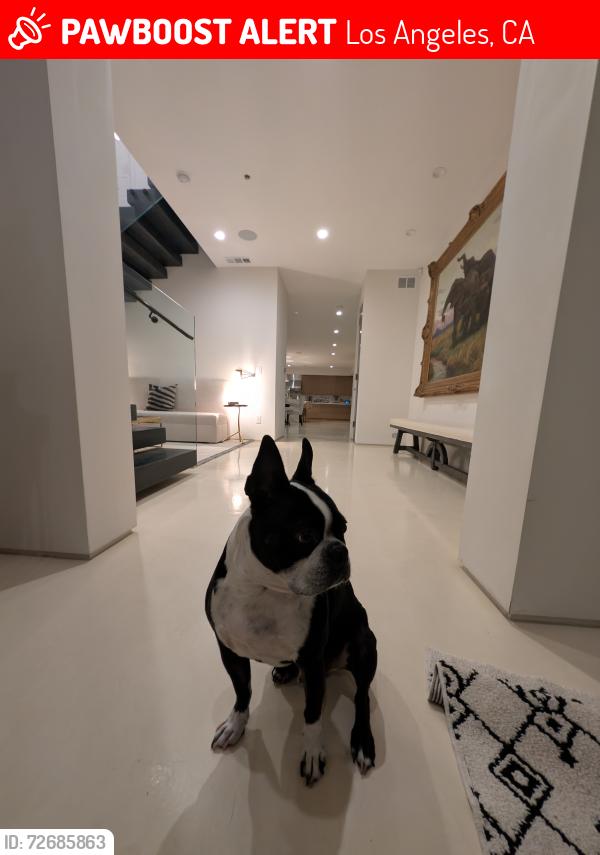 Lost Male Dog last seen Melrose , Los Angeles, CA 90004