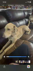 Lost Female Dog last seen Atherton Park Arlington, Arlington, TX 76014