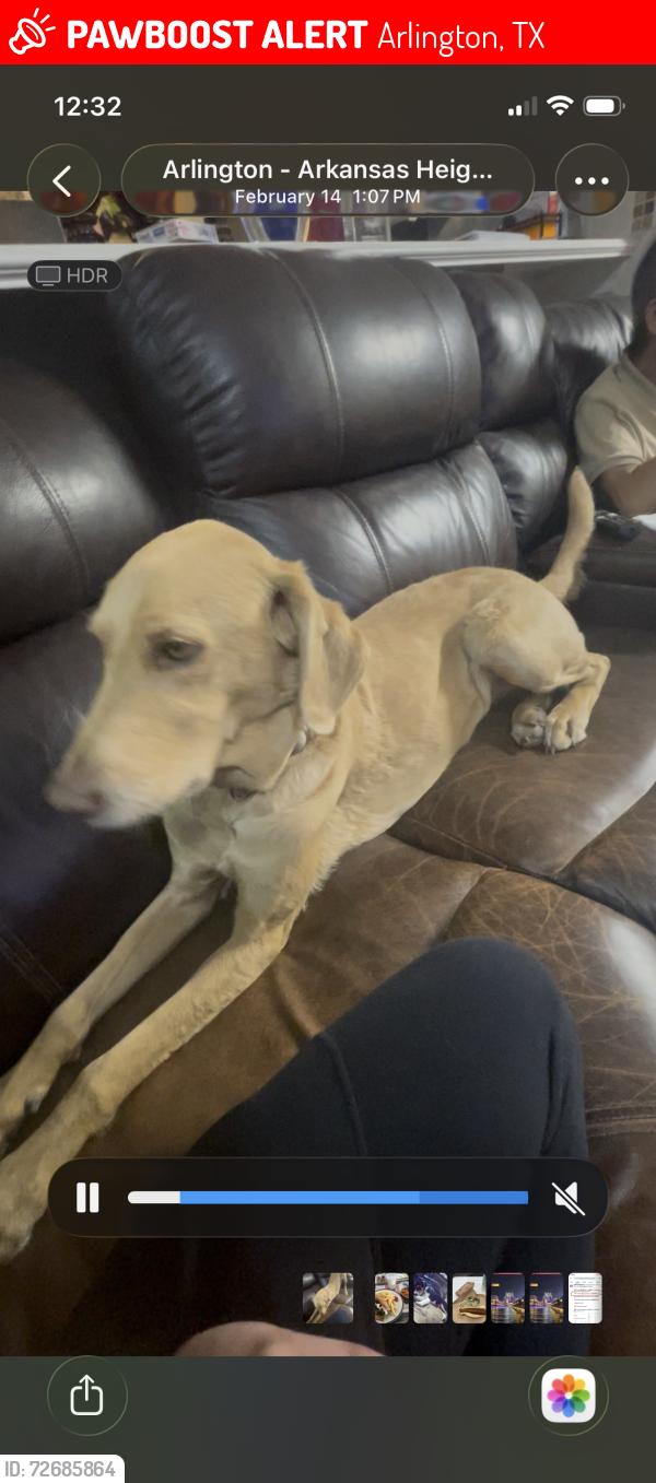 Lost Female Dog last seen Atherton Park Arlington, Arlington, TX 76014
