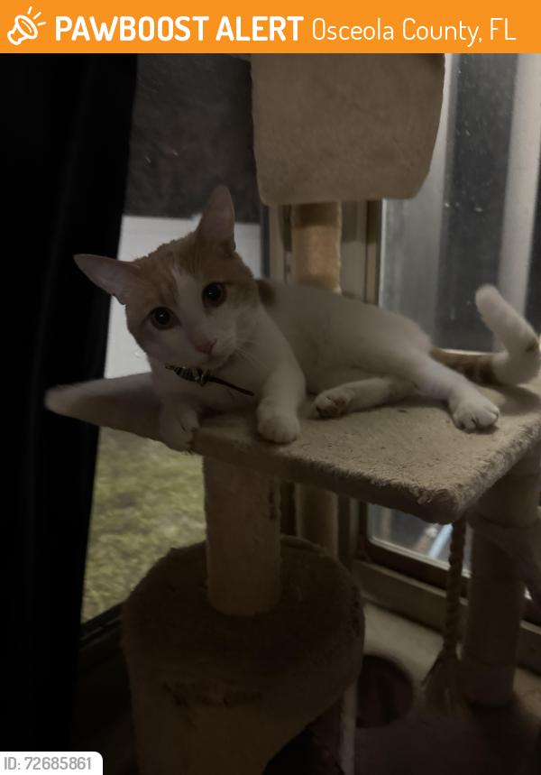 Found/Stray Unknown Cat last seen Brighton lakes neighborhood , Osceola County, FL 34746