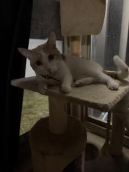 Found/Stray Unknown Cat last seen Brighton lakes neighborhood , Osceola County, FL 34746