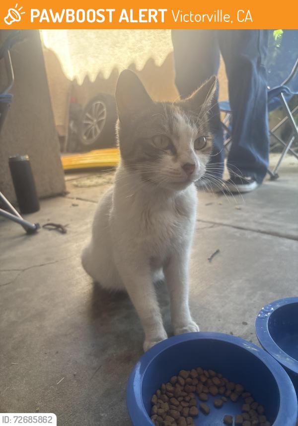 Found/Stray Female Cat last seen Cobalt and via Palma rd , Victorville, CA 92392