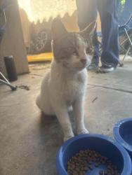 Found/Stray Female Cat last seen Cobalt and via Palma rd , Victorville, CA 92392