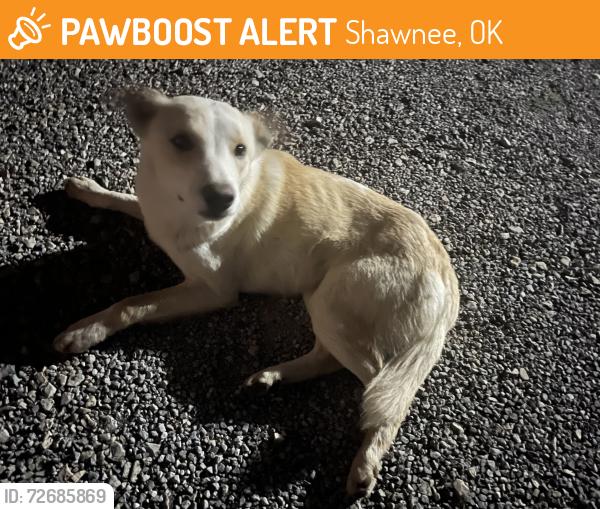 Found/Stray Male Dog last seen Hardesty Rd. and  Crosslin, Shawnee, OK 74801