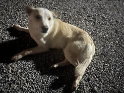 Found/Stray Male Dog last seen Hardesty Rd. and  Crosslin, Shawnee, OK 74801