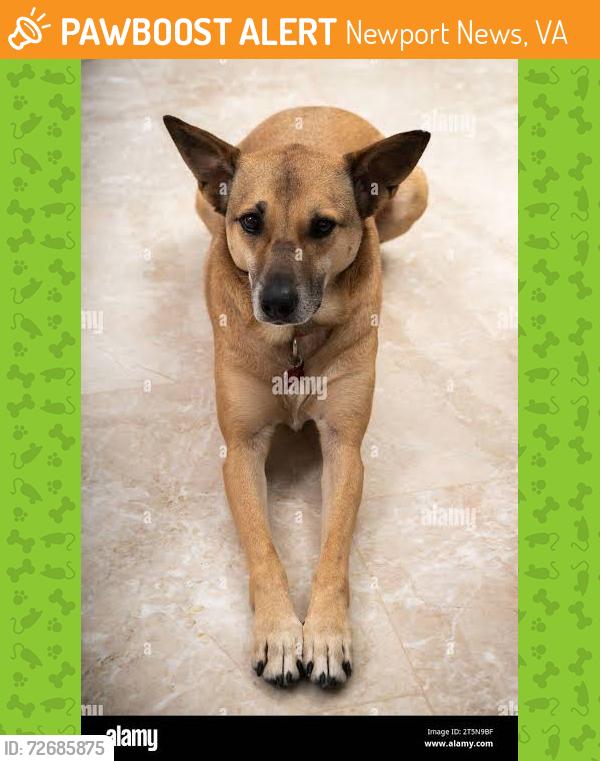 Found/Stray Female Dog last seen Colony road/headed towards old Lucas creek, Newport News, VA 23602