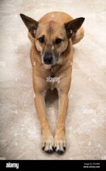 Found/Stray Female Dog last seen Colony road/headed towards old Lucas creek, Newport News, VA 23602