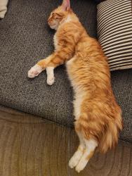 Found/Stray Male Cat last seen Rancho California/ Moraga Rd, Temecula, CA 92591