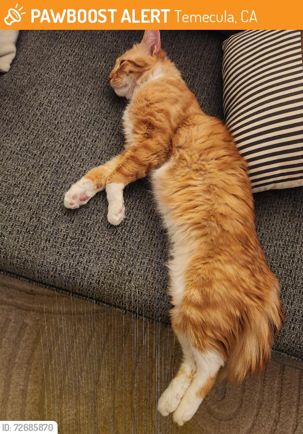 Found/Stray Male Cat last seen Rancho California/ Moraga Rd, Temecula, CA 92591