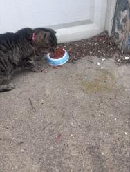 Found/Stray Female Cat last seen Zephyr Ave and Mitton, Pittsburgh, PA 15204