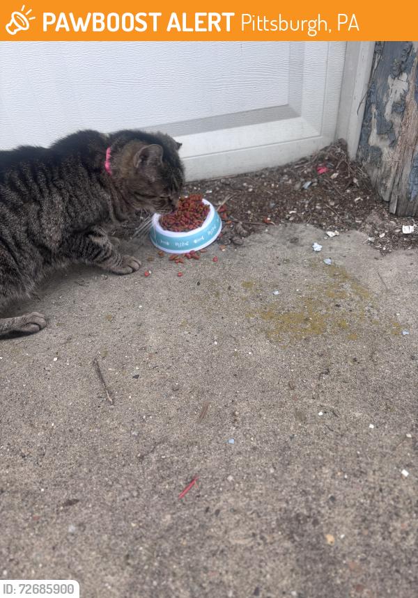 Found/Stray Female Cat last seen Zephyr Ave and Mitton, Pittsburgh, PA 15204