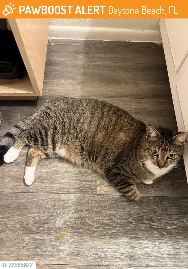 Found/Stray Female Cat last seen Bill France , Daytona Beach, FL 32117