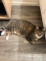 Found/Stray Female Cat last seen Bill France , Daytona Beach, FL 32117