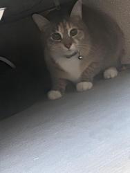 Found/Stray Unknown Cat last seen San Pedro & Alameda, Albuquerque, NM 87113