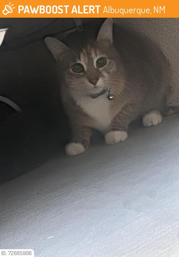 Found/Stray Unknown Cat last seen San Pedro & Alameda, Albuquerque, NM 87113