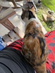 Found/Stray Female Cat last seen Willow spring tx, Coldspring, TX 77331