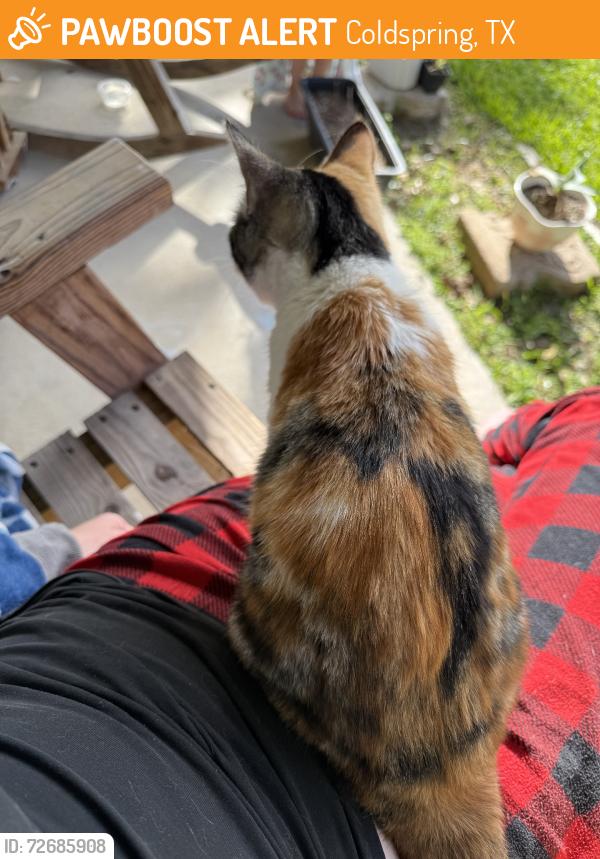 Found/Stray Female Cat last seen Willow spring tx, Coldspring, TX 77331