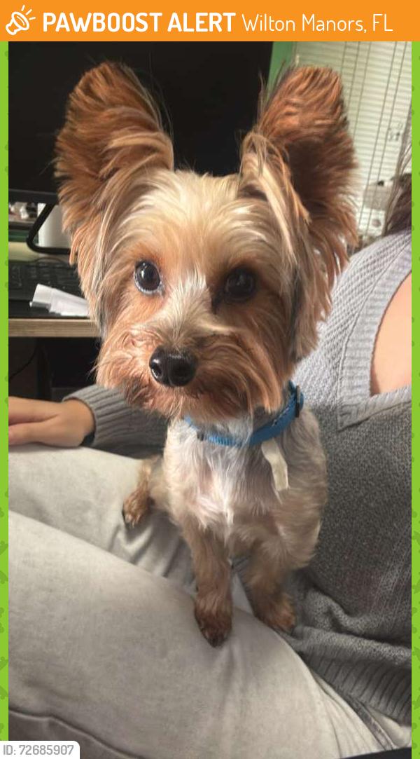 Found/Stray Male Dog last seen Near W Oakland Park Blvd. Wilton Manors, Fl 33311, Wilton Manors, FL 33311