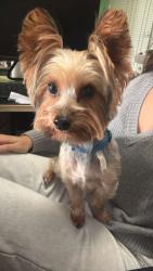 Found/Stray Male Dog last seen Near W Oakland Park Blvd. Wilton Manors, Fl 33311, Wilton Manors, FL 33311