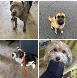 Found/Stray Unknown Dog last seen Gary Animal Control, Gary, IN 46402