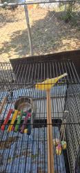 Lost Male Bird last seen Reagan st, Tyler, TX 75707
