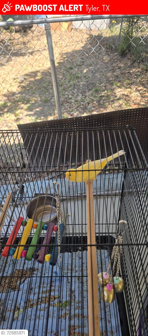 Lost Male Bird last seen Reagan st, Tyler, TX 75707
