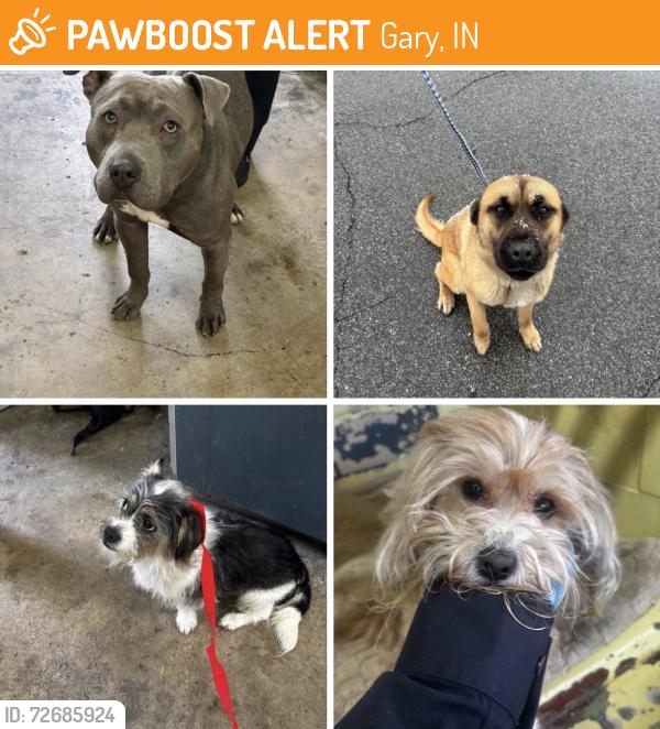 Found/Stray Unknown Dog last seen Gary Animal Control, Gary, IN 46402