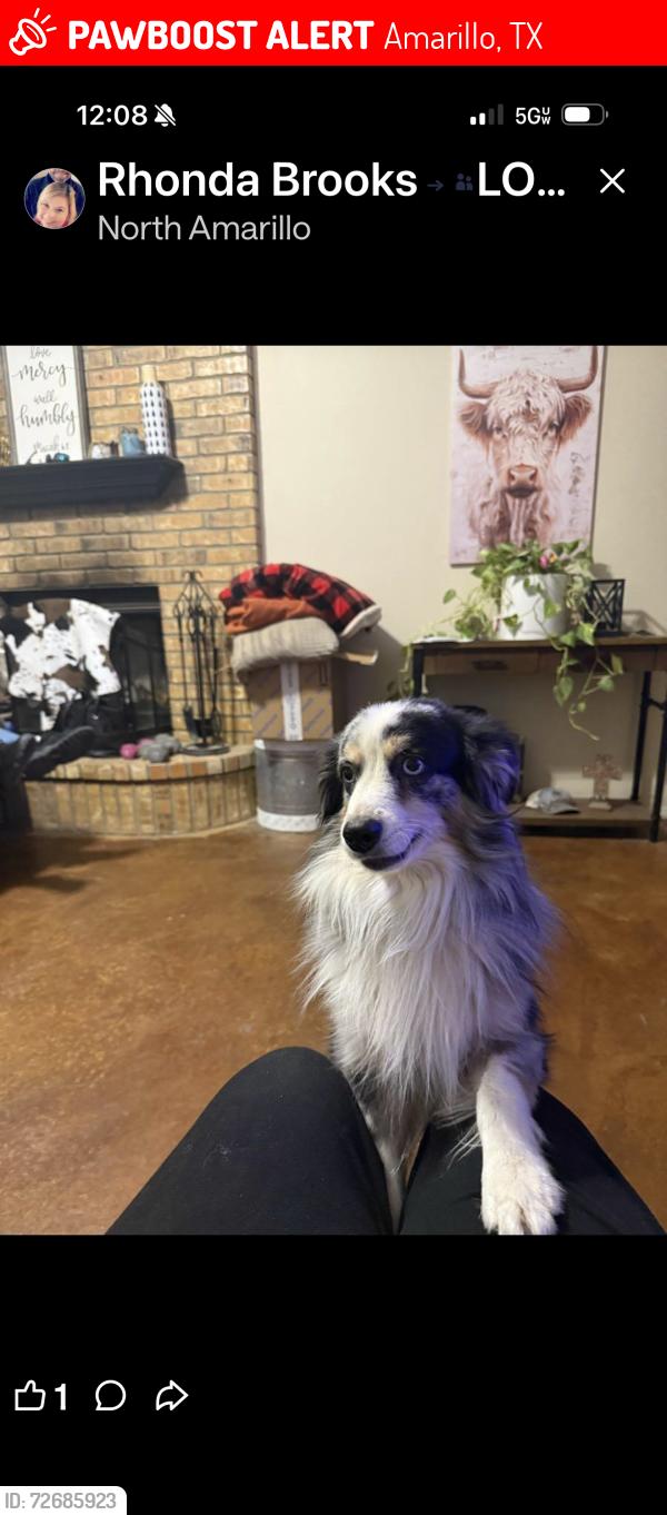 Lost Male Dog last seen south Washington and 58th street, Amarillo, TX 79110