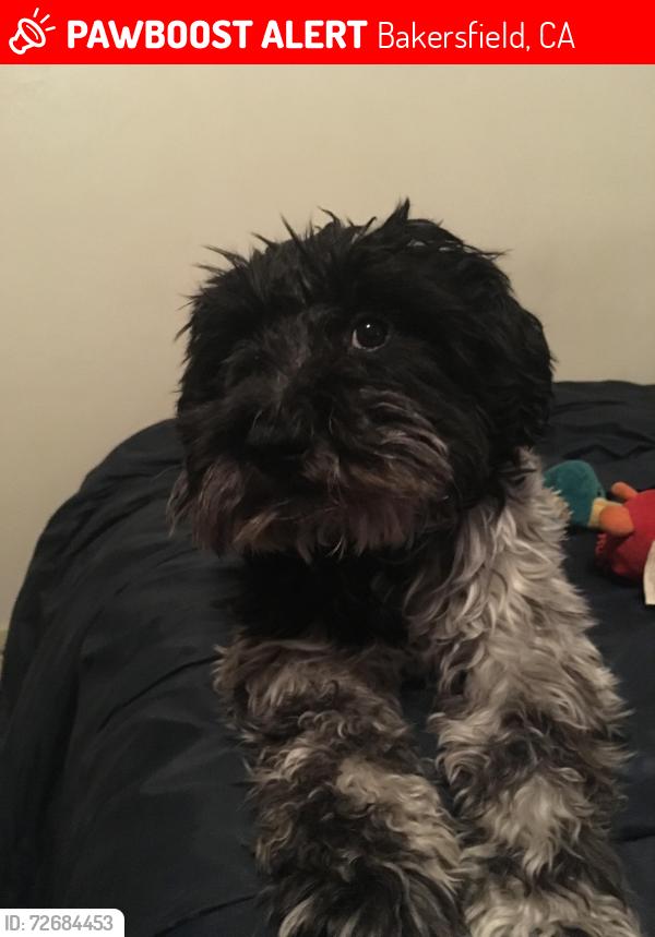 Lost Male Dog last seen Wilson and South H, Bakersfield, CA 93304
