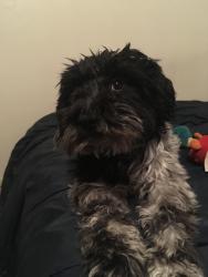 Lost Male Dog last seen Wilson and South H, Bakersfield, CA 93304