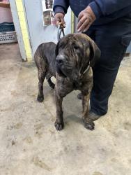 Found/Stray Unknown Dog last seen Gary Animal Control, Gary, IN 46402