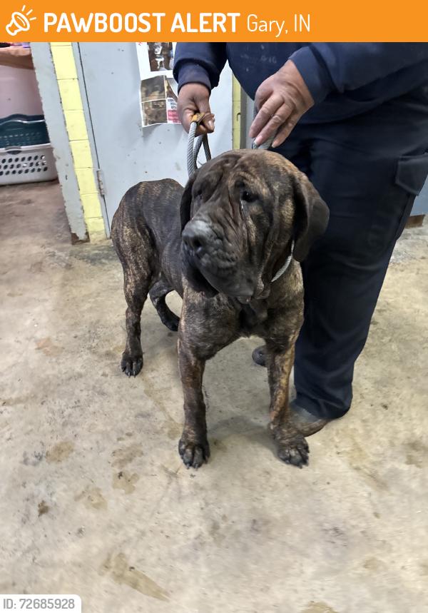 Found/Stray Unknown Dog last seen Gary Animal Control, Gary, IN 46402