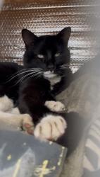 Lost Male Cat last seen by Victory Tabernacle on Genito Rd, Chesterfield County, VA 23112