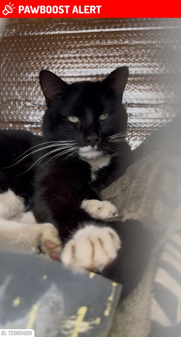 Lost Male Cat last seen by Victory Tabernacle on Genito Rd, Chesterfield County, VA 23112