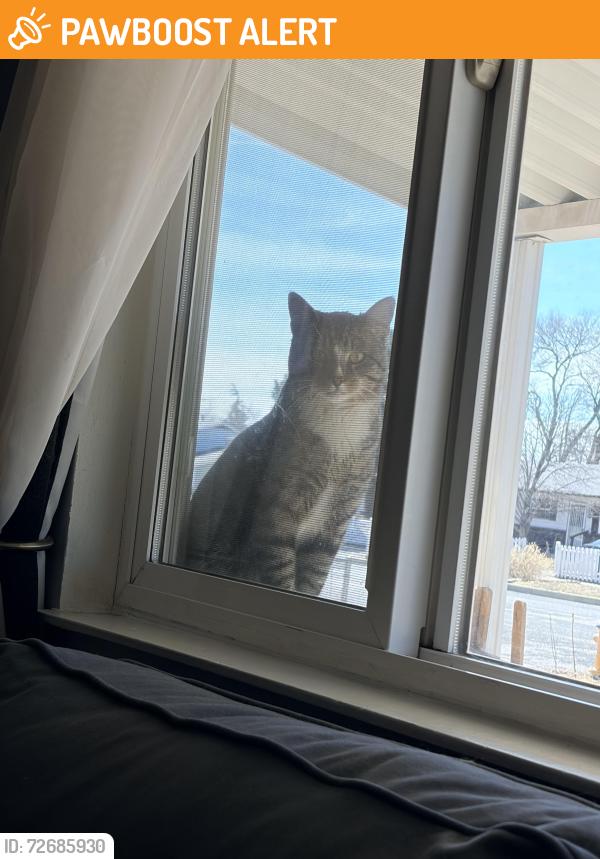 Found/Stray Unknown Cat last seen Hancock Expy & South Academy, Colorado Springs, CO 80903