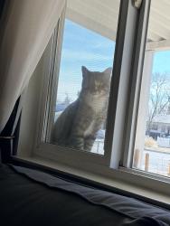 Found/Stray Unknown Cat last seen Hancock Expy & South Academy, Colorado Springs, CO 80903