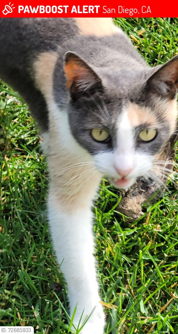 Lost Female Cat last seen Marlborough Drive , San Diego, CA 92116