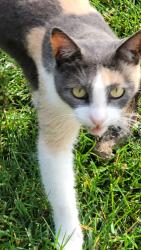 Lost Female Cat last seen Marlborough Drive , San Diego, CA 92116