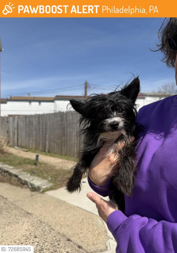 Found/Stray Female Dog last seen Woodhaven Road, Philadelphia, PA 19154